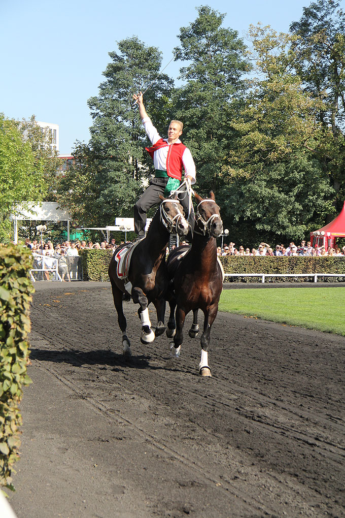 Celler Hengstparade - Celler Hengstparade - Ungarische Post