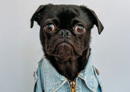 Auf den Hund gekommen: 10 Songs mit Wau-Effekt