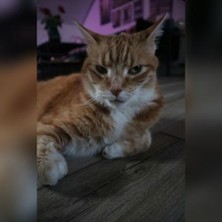 Comedy trifft Tierschutz - Die Charity Nacht f&uuml;rs Tierheim D&uuml;sseldorf