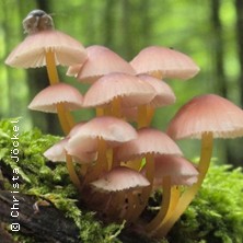 Einstieg in die Welt der Pilze - Pilzwanderung f&uuml;r Anf&auml;nger