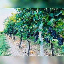 WEIN & GENUSS 2026 | Culinarik im Wöllbacher Tor