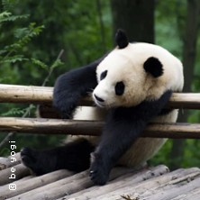 Yoga für die Artenvielfalt in Karlsruhe