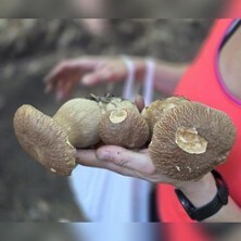 Pilzbestimmung &ndash; Grundlagenkurs - Pilze systematisch bestimmen lernen