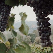 Wine & Wave | Weinprobe auf der Spree