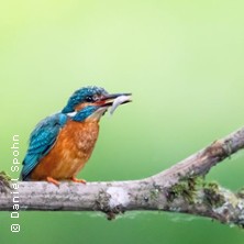 Seminar Faszination Eisvogelfotografie | Imaging World N&uuml;rnberg