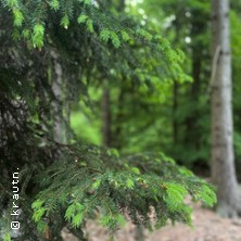 Waldspaziergang "Nadelb&auml;ume im Fr&uuml;hling"