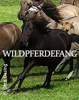 Wildpferdefang D&uuml;lmen